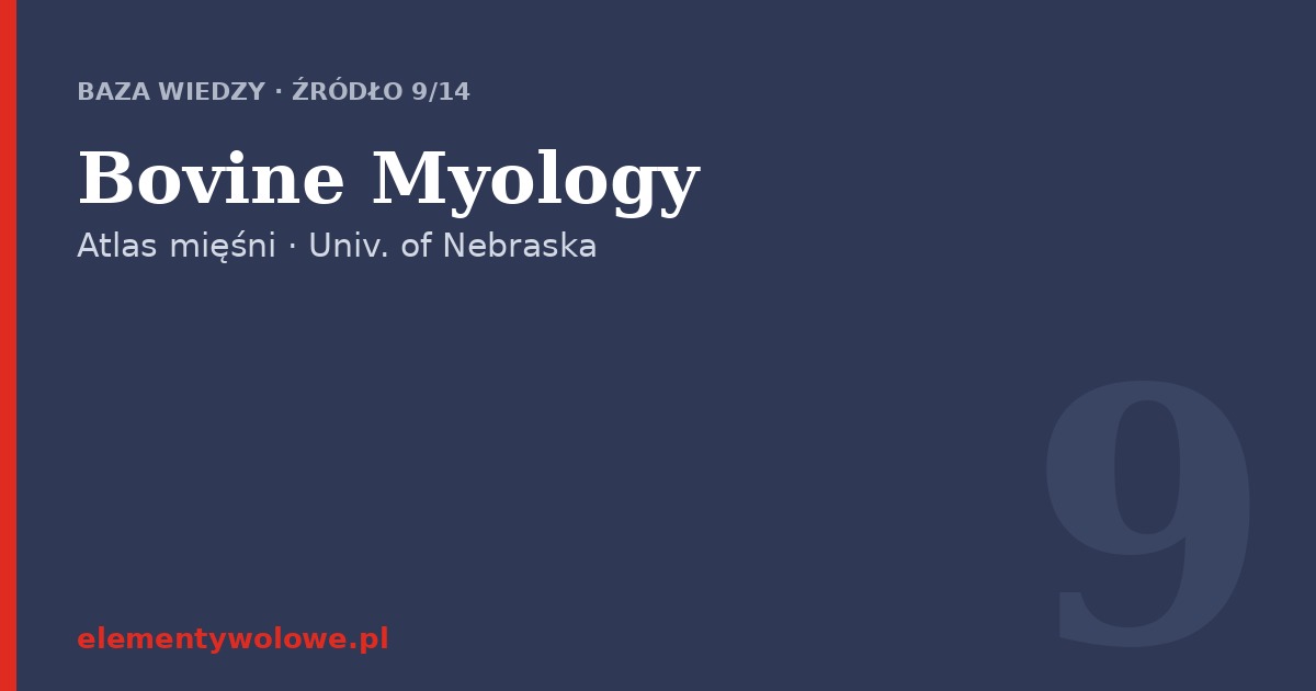 Bovine Myology — University of Nebraska–Lincoln
